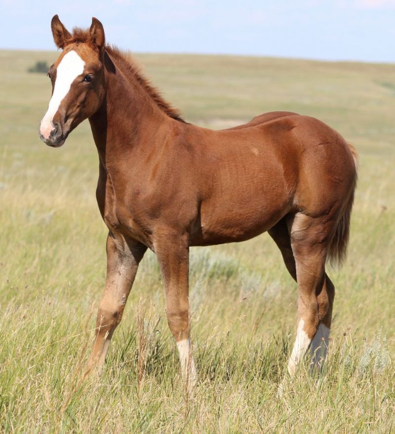 054 - Flit Lady Leo filly